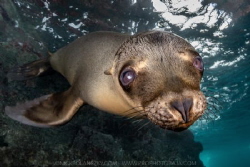 Sea Lion Pup by Nick Polanszky 